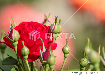 Red gorgeous roses bouquet blossom in sunny day Red gorgeous roses bouquet blossom in sunny day 108873596