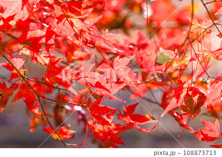 紅葉が美しい岩手公園の朱色　小春日和の晩秋の紅葉 108873713