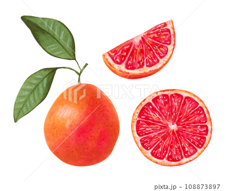 Collection of grapefruit whole with half and slice with green leaves.Ecologically friendly fruit.Marker illustration in watercolor style. Healthy food for food packaging, juices.Hand drawn isolated 108873897