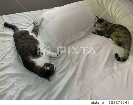 Cat sleeping relaxed and trusted on the bed 108875243