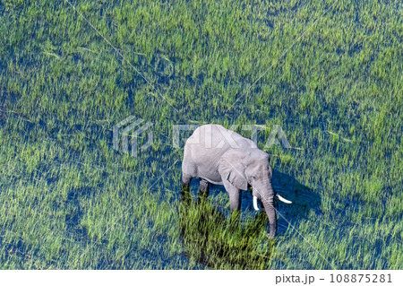 Aerial View of an African Elephant Aerial View of an African Elephant 108875281