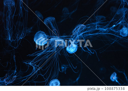 Group of Atlantic sea nettle jellyfish swimming in aquarium with blue neon light 108875338