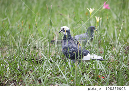 The pigeon bird is rest in the garden 108876008