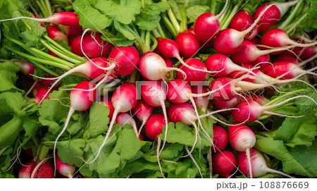 Many Radis Bunches in Market, Fresh Radish Root Bundle, Pile of Red Radishes with Green Leaves 108876669