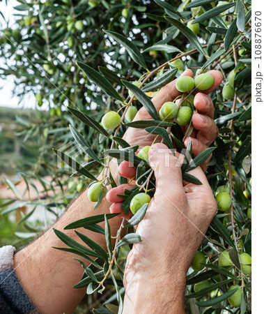 Hands of an adult farmer busy harvesting olives. Agriculture. Hands of an adult farmer busy harvesting olives. Agriculture. 108876670