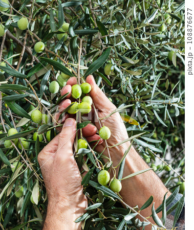 Hands of an adult farmer busy harvesting olives. Agriculture. Hands of an adult farmer busy harvesting olives. Agriculture. 108876677