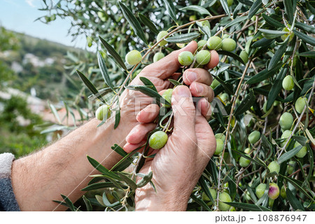 Hands of an adult farmer busy harvesting olives. Agriculture. 108876947