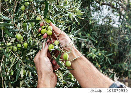 Hands of an adult farmer busy harvesting olives. Agriculture. 108876950