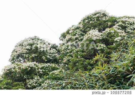 屋久島の永田岳から新高塚小屋間の登山道 108877208