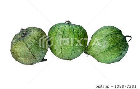 physalis philadelphica. Tomatillo or Mexican husk tomato physalis philadelphica. Tomatillo or Mexican husk tomato 108877281