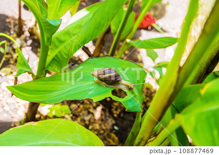 large brown snail Achatina fulica giant African snail. large brown snail Achatina fulica giant African snail. 108877469