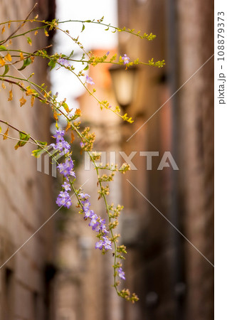 Background with flowers and defocused street Background with flowers and defocused street 108879373