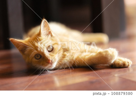 Portrait of Playful Ginger cat lying on the floor 108879380