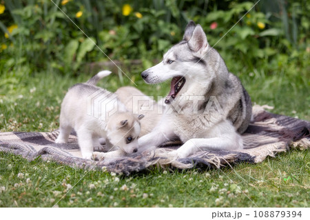Siberian Husky family dog and puppies 108879394