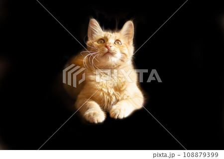 Ginger red cat on black background isolated 108879399