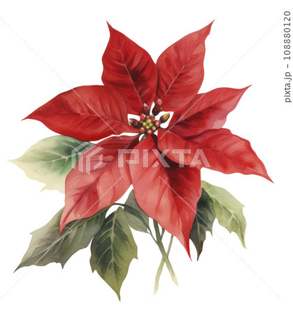 watercolor poinsettia christmas wreath flower isolated 108880120