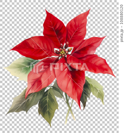 watercolor poinsettia christmas wreath flower isolated 108880120