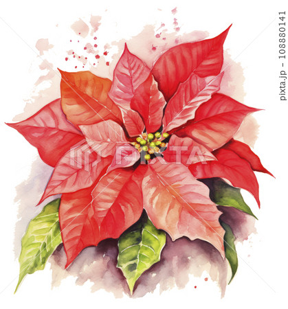 watercolor poinsettia christmas wreath flower isolated 108880141