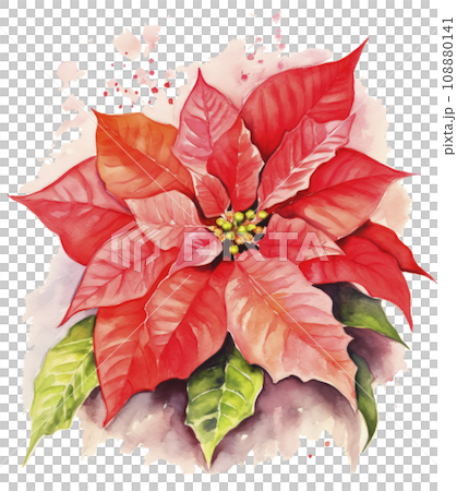 watercolor poinsettia christmas wreath flower isolated 108880141