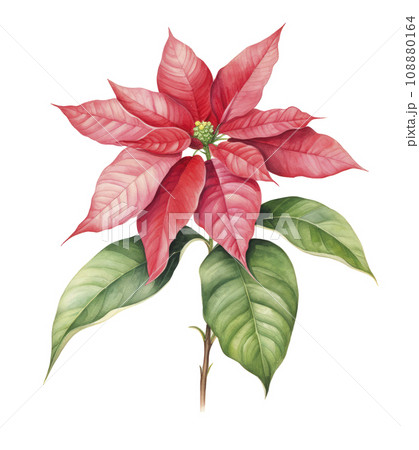 watercolor poinsettia christmas wreath flower isolated watercolor poinsettia christmas wreath flower isolated 108880164