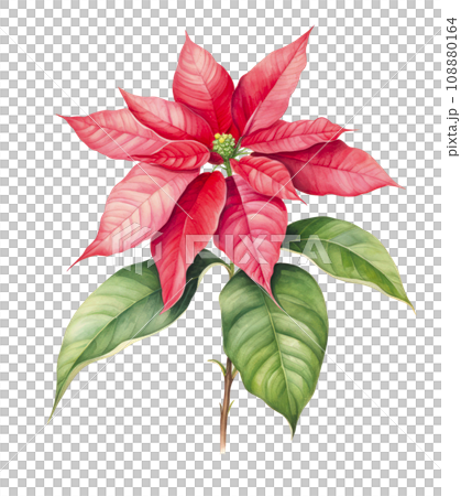 watercolor poinsettia christmas wreath flower isolated watercolor poinsettia christmas wreath flower isolated 108880164