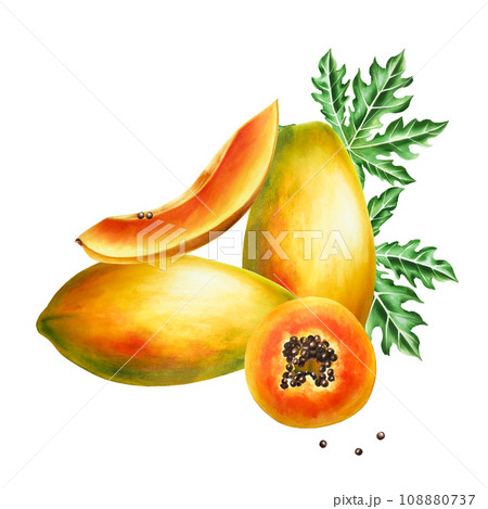 Marker sweet ripe composition with slice, half papaya and leafs watercolor style. Hand drawn realistic tasty marker illustration of exotic tropical fruit isolated on background. For designers, 108880737