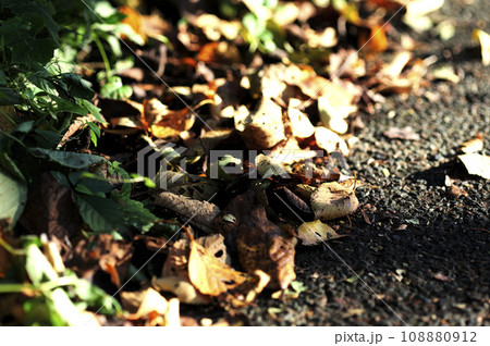 いつか見た落ち葉 いつか見た落ち葉 108880912