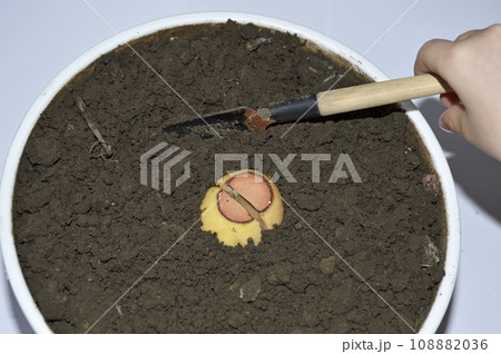 The sprouted avocado seed is planted in the ground The sprouted avocado seed is planted in the ground 108882036