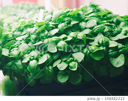 Micro green leaves 108882222