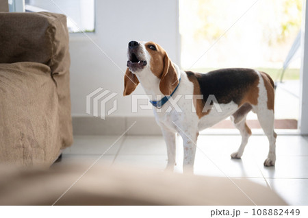 Barking howl beagle dog 108882449