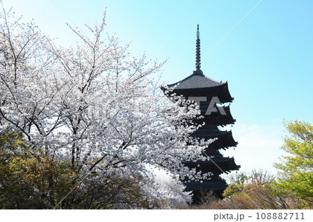 東寺の桜と五重塔 108882711