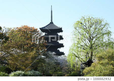 春の東寺の五重塔 108882932
