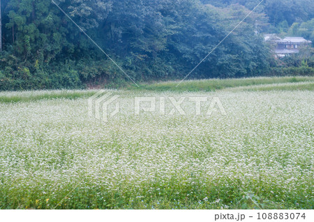 京都府亀岡市犬甘野(いぬかんの)で撮影した蕎麦畑の田園風景 108883074