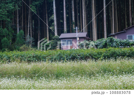 京都府亀岡市犬甘野(いぬかんの)で撮影した蕎麦畑の田園風景 108883078