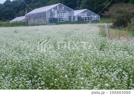 京都府亀岡市犬甘野(いぬかんの)で撮影した蕎麦畑の田園風景 108883080