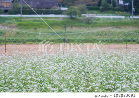 京都府亀岡市犬甘野(いぬかんの)で撮影した蕎麦畑の田園風景 108883093