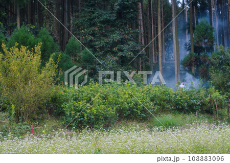 京都府亀岡市犬甘野(いぬかんの)で撮影した蕎麦畑の田園風景 108883096