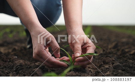 hand farmer sprout, young germ land field, agriculture, farming, business growth development, hand farmer sprout young germ land field agriculture farming business growth development generation future hand farmer sprout, young germ land field, agriculture, farming, business growth development, hand farmer sprout young germ land field agriculture farming business growth development generation future 108883197