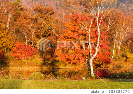 輝く紅葉 輝く紅葉 108883276