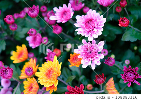 秋の日、花壇で見かけた色とりどりの菊科の花。 秋の日、花壇で見かけた色とりどりの菊科の花。 108883316