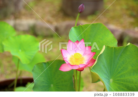 ハスの花 108883339