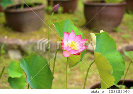 ハスの花 108883340