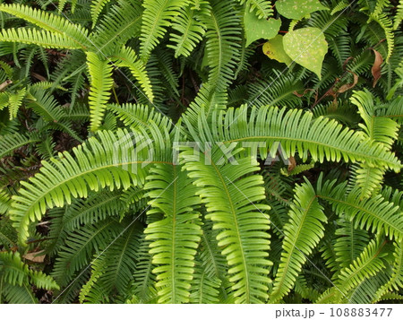 ウラジロの生態写真 108883477