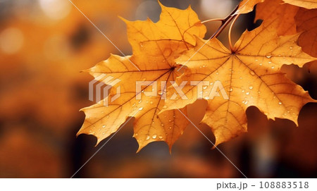 Yellow maple leaf with water drops on blurred background. Autumn background. 108883518