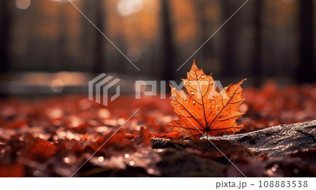Maple leaf on the ground in the autumn forest. Autumn background Maple leaf on the ground in the autumn forest. Autumn background 108883538