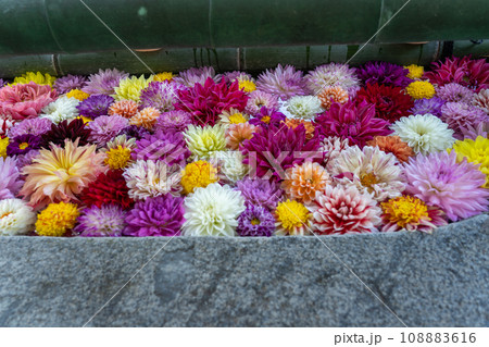 奈良県明日香村にある西国七番札所岡寺の綺麗な花手水を撮影したもの 108883616