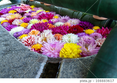 奈良県明日香村にある西国七番札所岡寺の綺麗な花手水を撮影したもの 108883617