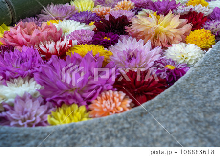 奈良県明日香村にある西国七番札所岡寺の綺麗な花手水を撮影したもの 108883618