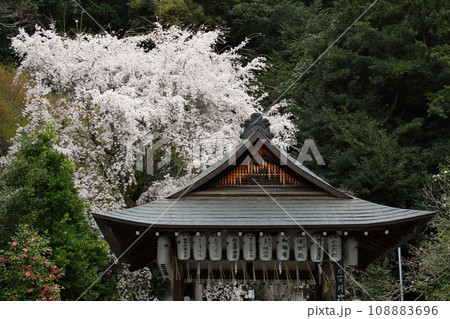 大豊神社の枝垂れ桜 大豊神社の枝垂れ桜 108883696