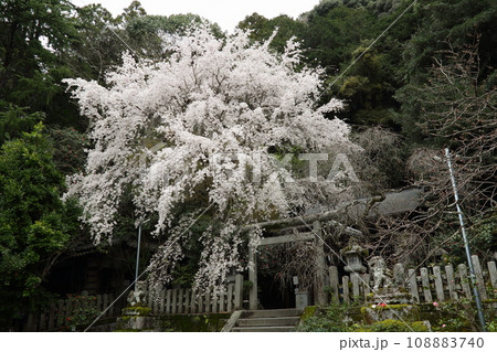 大豊神社の枝垂れ桜 大豊神社の枝垂れ桜 108883740